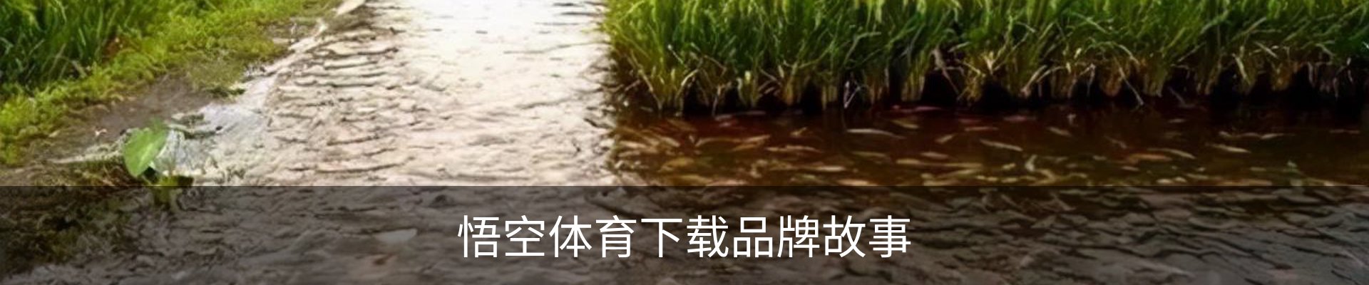 悟空体育下载品牌故事